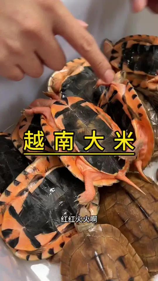 今年一季度越南大米出口额同比下降19.7%