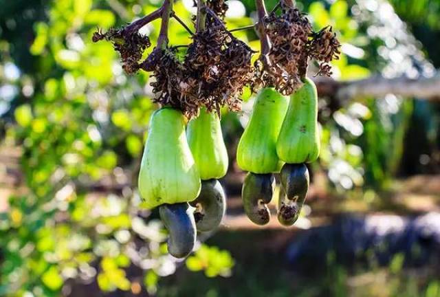 加纳腰果种植户呼吁兴建加工厂
